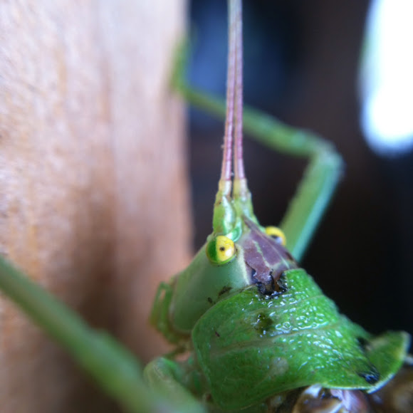 Spotting Image 1