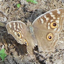 Lemon Pansy