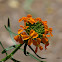 Western Wallflower