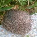 Erinaceidae