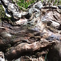 Root