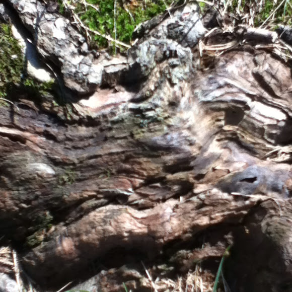 Spotting Image 1