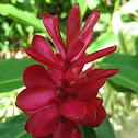 Ginger