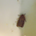 Moth