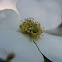 Dogwood