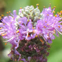 Purple Prairie Clover