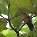 Dotted-winged Antwren female
