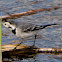 White Wagtail, Lavandera Blanca