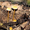 mushroom