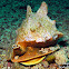 Giant Helmet Shell