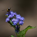 Hoverfly