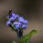 Hoverfly