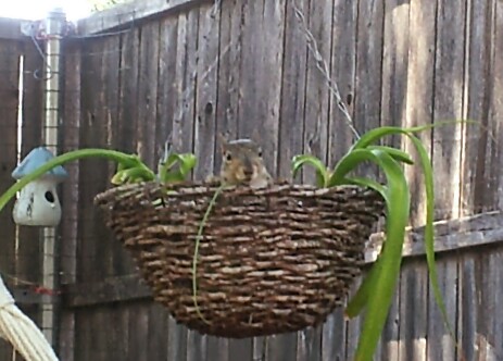 Squirrel