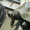 False Map Turtle