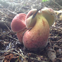 Two-colored bolete