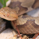 Copperhead