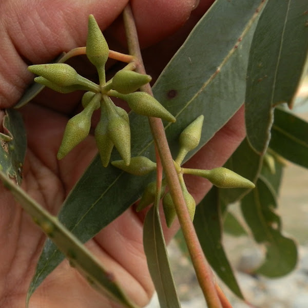 Eucalyptus stem gallwasp gall Project Noah