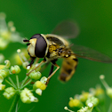 Syrphid Fly