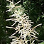 Goatsbeard