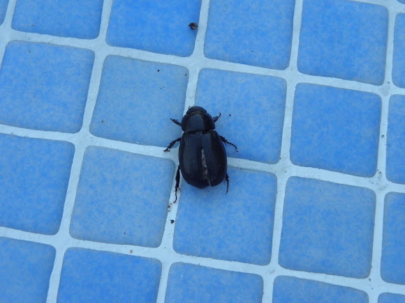 Spotting Image 1