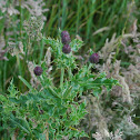 Thistle