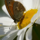 Common Ringlet