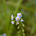 Forget Me Not