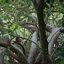 Squirrels