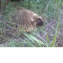 Porcupine