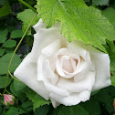 White Rose