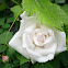 White Rose