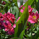 Unknown Alstroemeria?