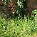 Ivy-Leaved Morningglory