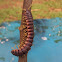 Flat-Backed Millipede