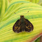 Peck's Skipper 