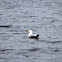 European Herring Gull