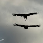 Griffon vulture, buitre leonado