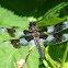 Eight-spotted Skimmer (male)