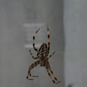 European Garden Spider