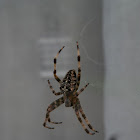 European Garden Spider