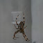 European Garden Spider