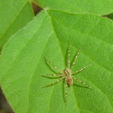 Fishing Spider