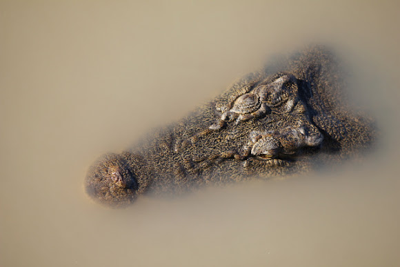 Spotting Image 1