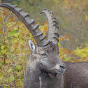 Alpine ibex (Steinbock)