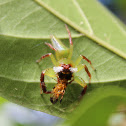 Green Jumping Spider