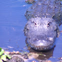 American Alligator