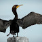 Double-crested Cormorant
