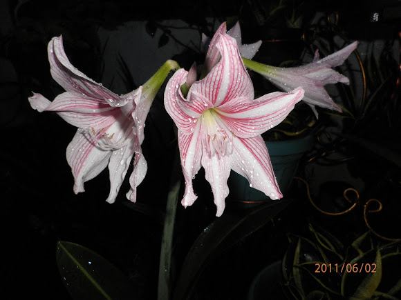 Spotting Image 1