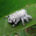 Unidentified Jumping Spider