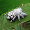 Unidentified Jumping Spider
